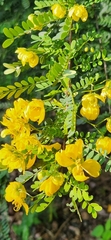Senna polyphylla