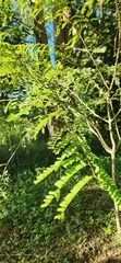 Senna polyphylla