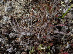 Luzula rufa albicomans