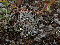 Luzula ulophylla