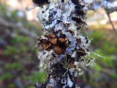 Tuckermanopsis orbata