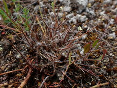 Luzula rufa albicomans