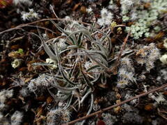 Luzula ulophylla