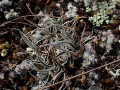 Luzula ulophylla