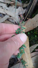 Chaetolepis microphylla