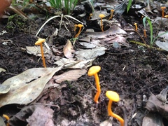 Cantharellus minor