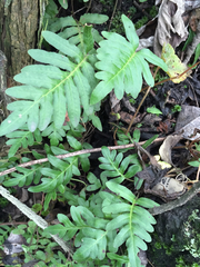 Pleopeltis thyssanolepis