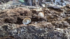 Lentinellus