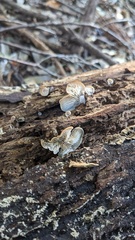 Lentinellus