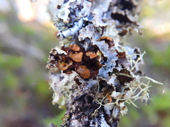 Tuckermanopsis orbata