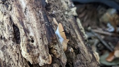 Lentinellus
