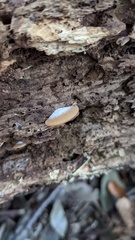 Lentinellus