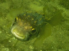 Dicotylichthys punctulatus