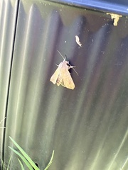 Mythimna convecta