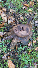 Astraeus hygrometricus
