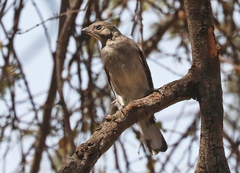 Indicator variegatus