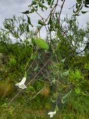 Amphilophium carolinae