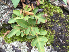 Pleopeltis thyssanolepis