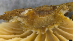 Lentinellus