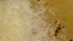 Lentinellus