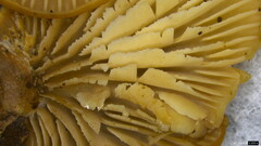 Lentinellus