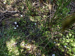 Mazus novaezeelandiae impolitus
