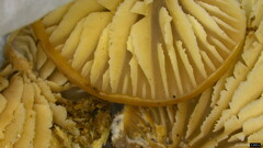 Lentinellus