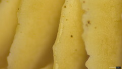 Lentinellus