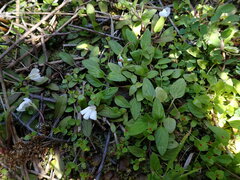 Mazus novaezeelandiae impolitus