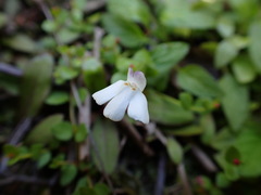 Mazus novaezeelandiae impolitus