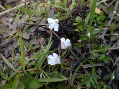 Mazus novaezeelandiae impolitus