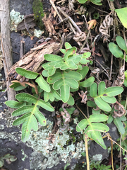 Pleopeltis thyssanolepis