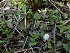 Mazus novaezeelandiae impolitus
