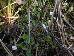 Mazus novaezeelandiae impolitus