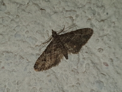 Gymnoscelis rufifasciata
