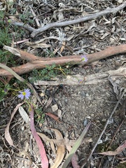 Diamma bicolor