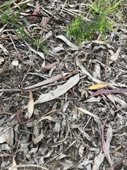 Diamma bicolor