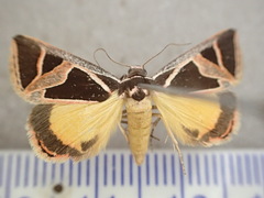 Xenogenes gloriosa