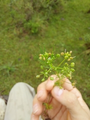 Cyclospermum leptophyllum