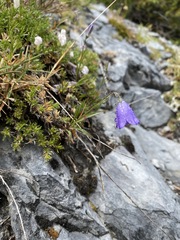 Campanula lasiocarpa