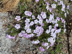 Phlox diffusa
