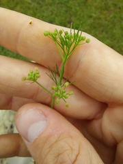 Cyclospermum leptophyllum