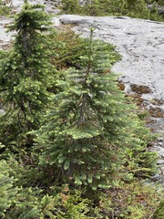 Abies lasiocarpa