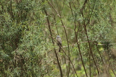 Serpophaga subcristata