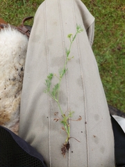 Cyclospermum leptophyllum