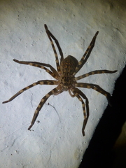Eusparassus walckenaeri
