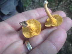 Cantharellus tabernensis
