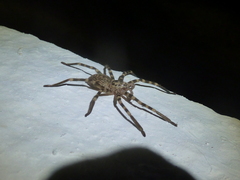 Eusparassus walckenaeri