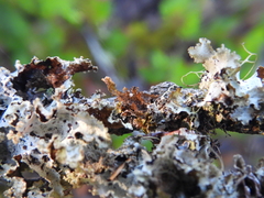 Tuckermanopsis chlorophylla