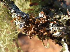 Tuckermanopsis chlorophylla